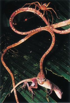 25. 樹蛇吃蜥蝪 Michael & Patricia Fogden攝